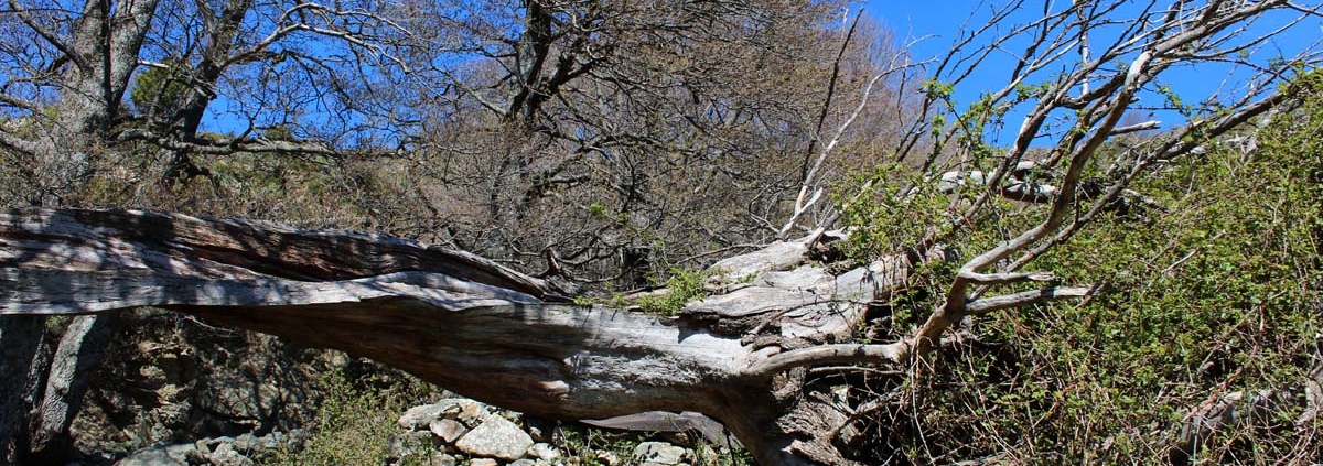 geführte Wanderung und Agriturismo im Gennargentu-Gebirge Sardinien