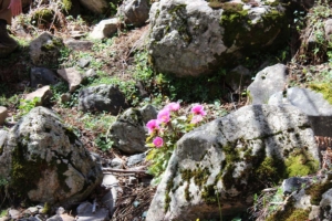 Naturerlebnis Bergwelt Sardinien Gennargentu-Berge