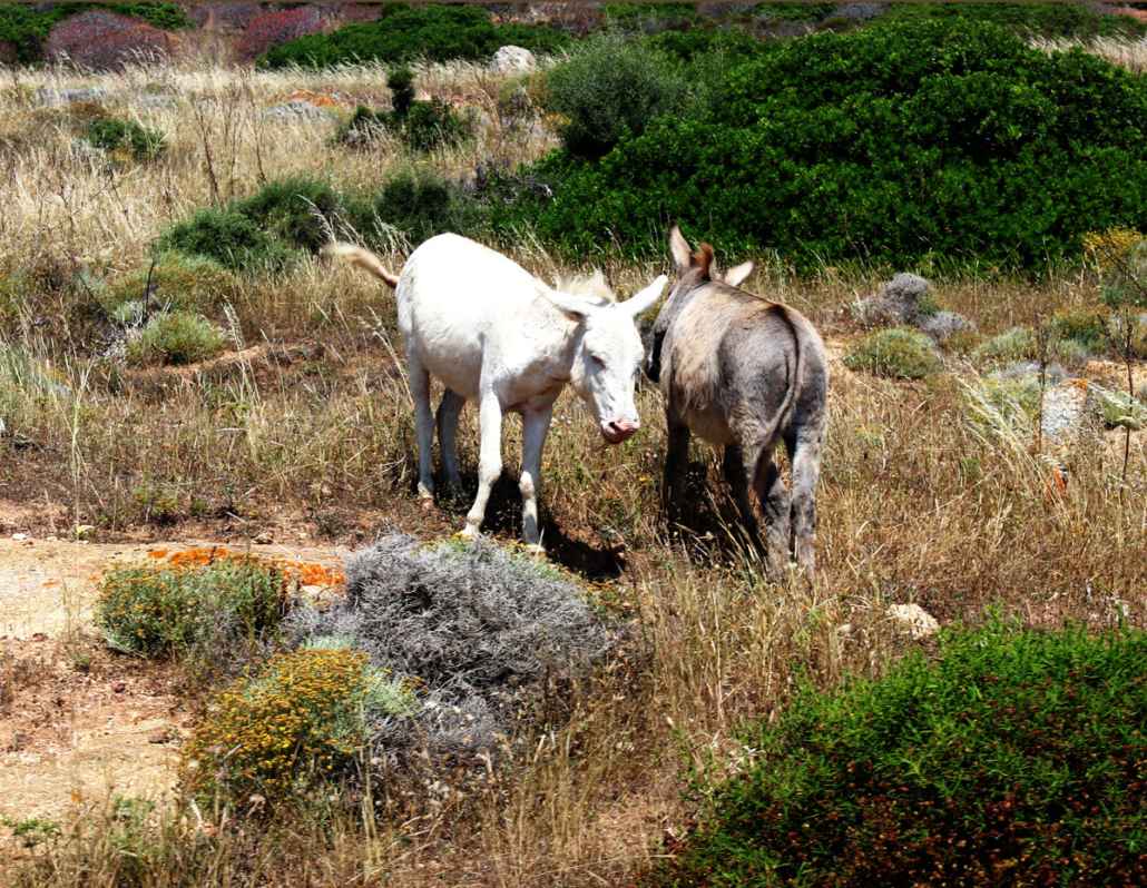 Buche bei Hochzeit-Catering-Sardinien den Trip quer durch den Naturpark Asinara