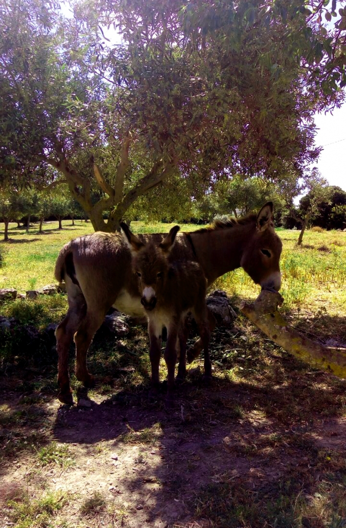 Eselreiten in Sardinien