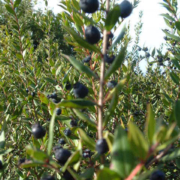 Aus den Beeren des Myrthebaumes entsteht der Likör aus Sardinien