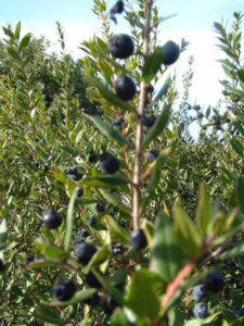 Aus den Beeren des Myrthebaumes entsteht der Likör aus Sardinien