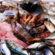 Calasetta - ein Füllhorn an Fischgerichten