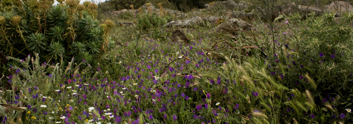 In Orosei in Ostsardinien Hirtenessen in der freien Natur