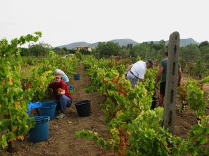 Sardische Weine