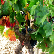Buche Weinverköstigung auf Weingut in Sardinien