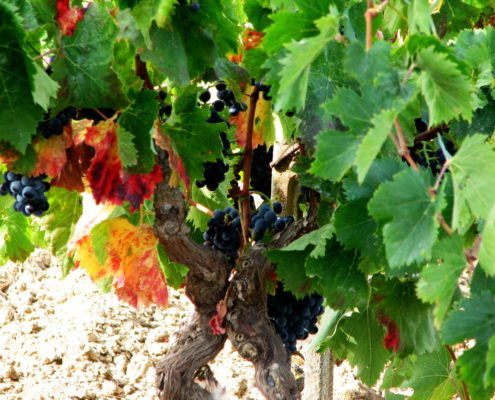 Buche Weinverköstigung auf Weingut in Sardinien
