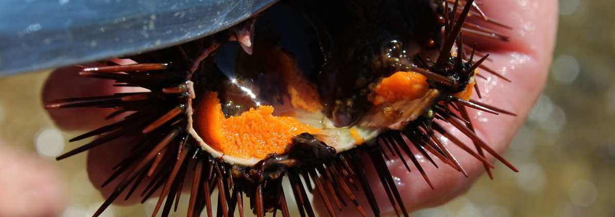 Seeigeleier sind eine Delikatesse in Sardinien