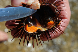 Seeigeleier sind eine Delikatesse in Sardinien