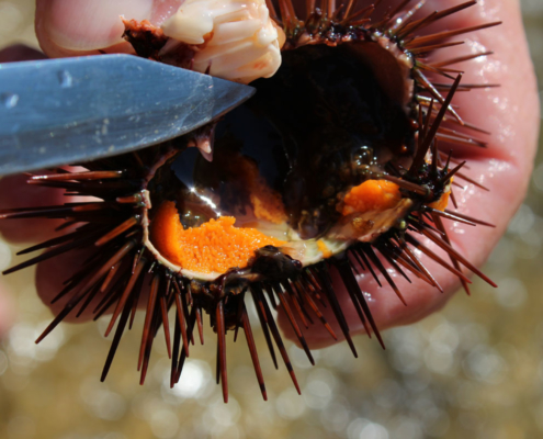 Seeigeleier sind eine Delikatesse in Sardinien